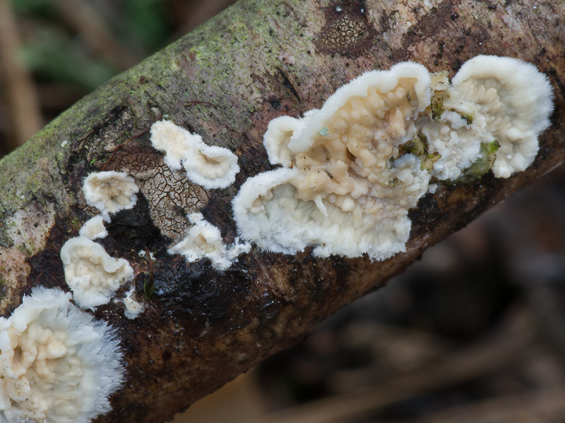 Stereophlebia pendula Stereophlebia pendula